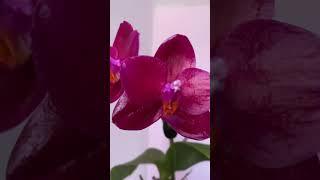 Phalaenopsis Mituo King Big Pink   #орхидея_фаленопсис_orchids_phalaenopsis_mituo_king_big_pink