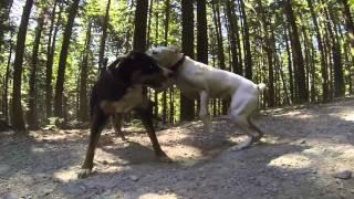 Mountain Adventure Dog Hike in Vancouver, BC - Release the Hounds