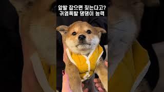 “앞발 잡으면 짖는다고?!” 귀염폭발 댕댕이의 능력
