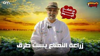 لماذا نفشل في زراعة النعناع - الجديد في زراعة النعناع - أشهر الطرق في زراعته وطرق الرعاية والتسميد