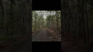 HUTAN MISTIS ALAS PURWO !!! #shorts #creepy #misteri #alaspurwobanyuwangi #hutan #hutanangker