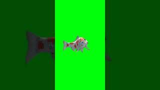 Fish green screen | Green screen real fish #chromakey