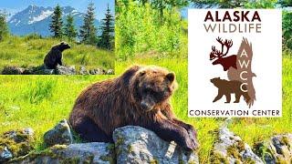 Alaska Wildlife Conservation Center Animals Tour | 2021 Travel Vlog