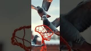 pigeon story#views#animals #stories#foryou #trend #birds  #englishstoryforlistening#explore #top10