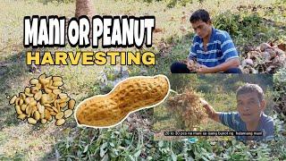 MANI ( PEANUT FARM ) HARVEST PART 3