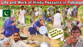 Hard life of Hindu farmers in Pakistan || Why Are There here No Hindu Farm's In Pakistan