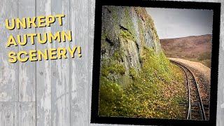 Adding model railway woodland scenery along the trackside