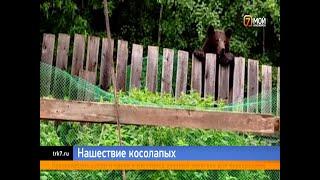 Сюжет Медведи