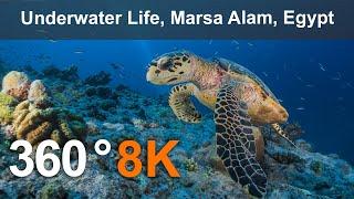 Underwater Life, Marsa Alam, Egypt. 360 video in 8K.