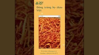 Đông trùng hạ thảo Việt Nam giá bao nhiêu? (Phần 1) #dkmagri