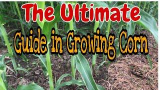 How to raise and produce yellow corn faster using foliar and Probiotics