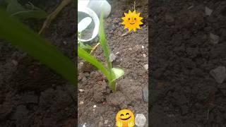 Hortelã pimenta.️#shortsviral #shortsfeed #plantas #bomdia #motivacional