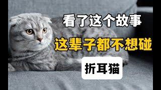 看了这个故事，我这辈子都不想再碰折耳猫了【萌宠指南】