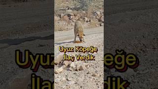 Uyuz Köpeğe İlaç Verdik 