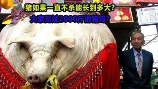 猪如果一直不杀，能长到多大？大家见过2000斤的猪吗？