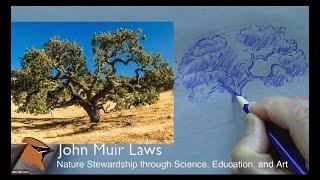 Learn to Draw Trees with John Muir Laws