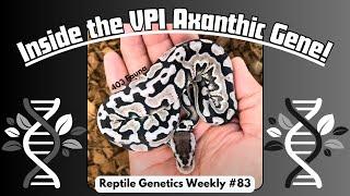 What Makes VPI Axanthic Tick? - Reptile Genetics Weekly, Ep 83