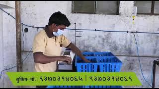 Chaitanya Gavran Cross | Desi Poultry | Desi Chicken | Desi Murga | Poultry Farming | Poultry Breed