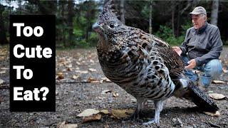 Tour Kouchibouguac National Park with this Ruffed Grouse