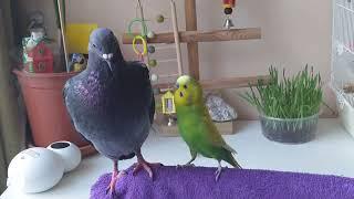 Budgie talking to pigeon ~Days of Birds