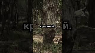 Самый страшный лес в мире! #shorts #facts #youtube
