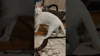 От греха подальше решил кот