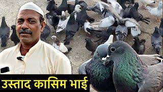 कासिम भाई के शानदार कबूतर | shahjahanpuri pigeon for sale | shahjahanpuri kabootar sale