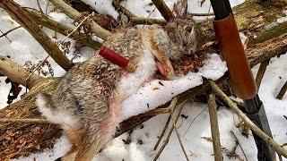 Rabbit Hunting Tips for Beginners