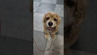 불만~~~#Cocker Spaniel #보리아빠 #陶芸家と愛犬