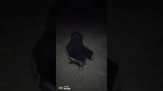 viral video #like subscribe #manish Sharma bhulwana #trending