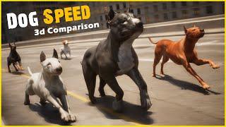 Dog Speed Comparison | World Fastest Dog 2025 | Speed comparison