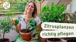 Zitruspflanzen richtig pflegen: 6 Tipps