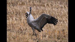 29 October 2024 Cranes near Diepholz Germany