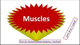 4th lecture ll Muscles ll Dr. Youssef Hussein