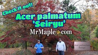 Acer palmatum 'Seiryu' Japanese Maple | The Collector's Corner |