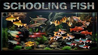 Best Freshwater Schooling Fish for Aquariums! Which popular schooler is right for your fish tank?