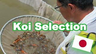 Koi fish selection in Japan | How baby Koi are selected [KOI SELECTION GUIDE]