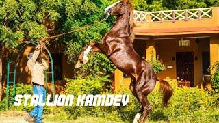 stallion kamdev sired by stallion vijaydev  present time kamdev krishna ranch stud farm dinesh ji