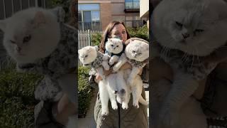 My THREE baby cats! Zephyr, Elvis and his daddy Apollo! #cat #britishshorthair #cutecat #cutebaby