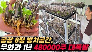 방치된 공장 속 8평 초고밀도 무화과 산소삽목실