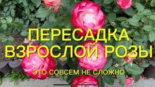 Розы. Пересадка взрослой розы. Не бойтесь пересаживать розы - это совсем не сложно.