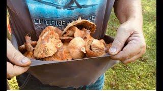 Mushroom Foraging in Australia - Saffron Milk Caps