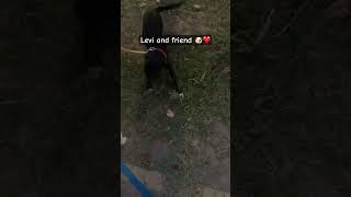 ️️ #levi #dog #puppy #pets #shihtzu #youtubeshorts #ytshortsindia #shorts