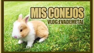 VLOG: Nacimiento de mis conejos ( EvaDeMetal )