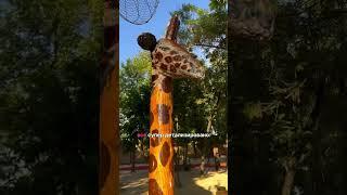 САФАРИ В ТАШКЕНТЕ  #ташкент #uzb #tezkunda #tashkentuzbekistan