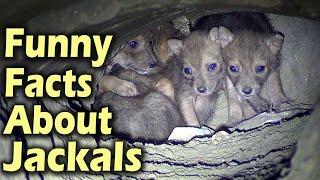 11 Surprising Facts About Jackals | All About Jackal Funny Facts