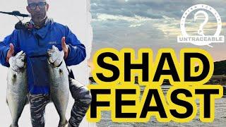 This SHAD BAIT catches more fish | SHAD BAIT using sardines