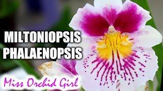 Miltoniopsis phalaenopsis hybrid Orchid - Fresh in flower shops!