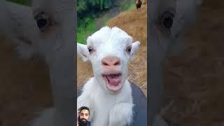 Real Goat Sound #keçi #trend #trendvideo #shortsvideo #oğlak #baby