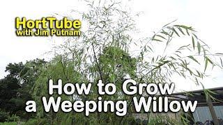 How to grow a Weeping Willow - Salix babylonica - Fast Growing Graceful Tree